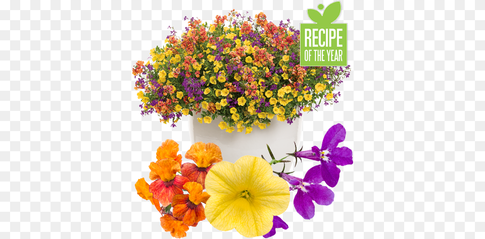 Irresistible Recipe Lovely, Flower, Flower Arrangement, Flower Bouquet, Geranium Png Image