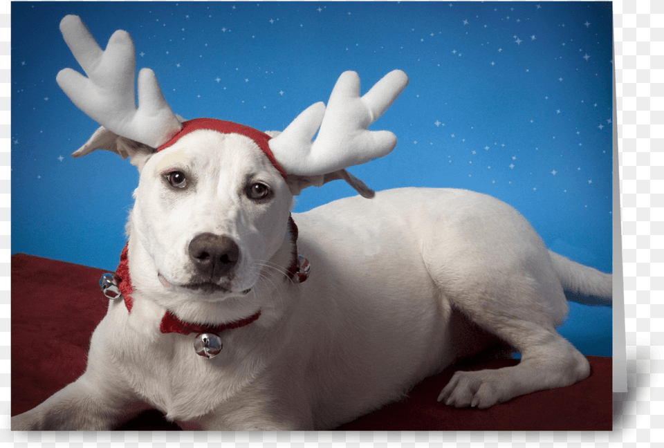 Irritated Dog With Reindeer Ears Greeting Card Reindeer, Animal, Canine, Mammal, Pet Free Png