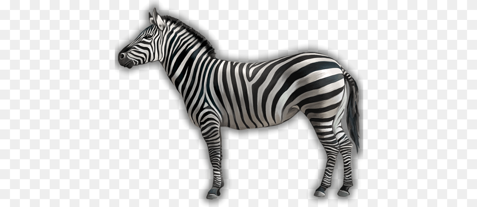 Is A Zebra White With Black Stripes Or Zebra White Or Black, Animal, Mammal, Wildlife Free Png Download