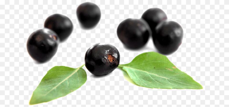 Is Acai Berry Safe To Take With Other Medications Acai Berry Blueberry, Food, Fruit, Plant Free Transparent Png