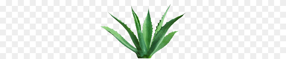 Is Agave Better Than Honey, Plant, Aloe Free Png Download