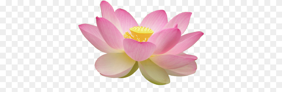 Is Important In The Buddhist Faith Lotus Flower Buddhism, Plant, Lily, Petal, Pond Lily Free Transparent Png