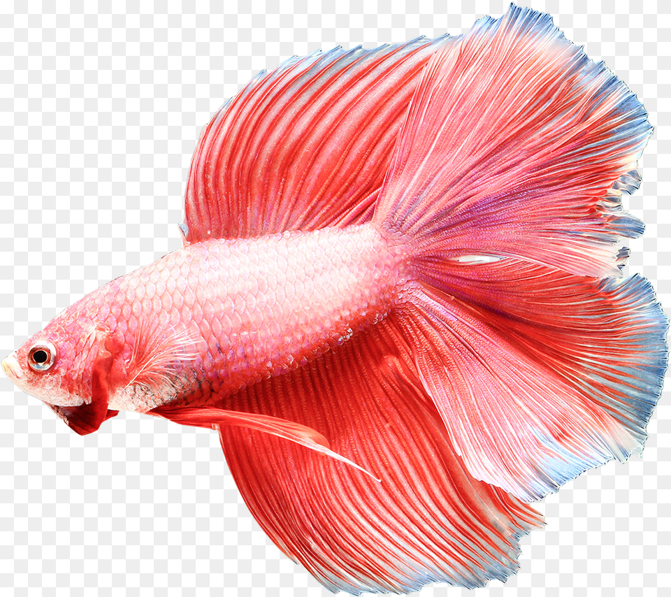 Is Not Available Pink Color Siamese Fighting Fish, Animal, Sea Life Free Transparent Png