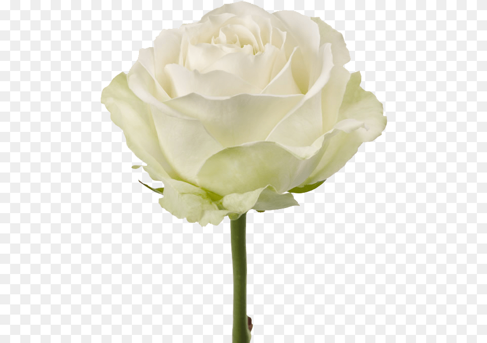 Is Obtained By Experimental Mutagenesis From Avalanche Rose White Avalanche, Flower, Plant, Petal Free Transparent Png