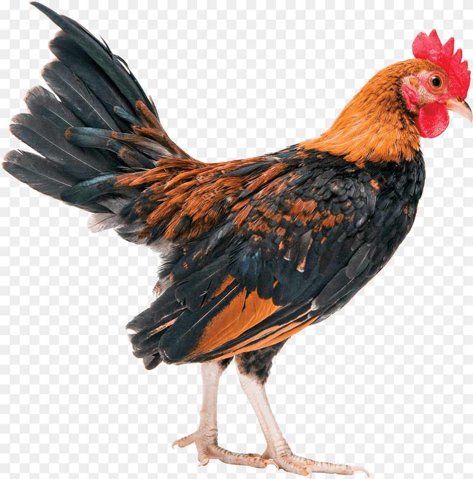 Is The Chicken Industry Rigged Uccelli Pene, Animal, Bird, Fowl, Poultry Png