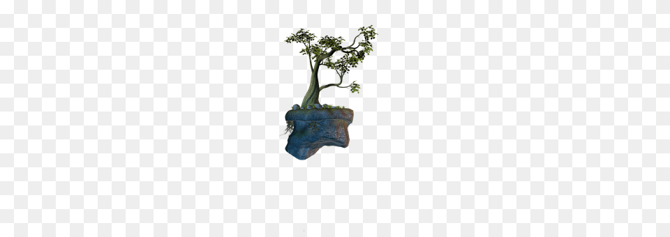 Island Plant, Potted Plant, Tree, Bonsai Free Transparent Png