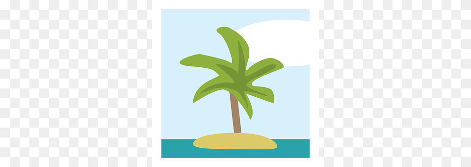 Island Leaf, Palm Tree, Plant, Tree Png Image
