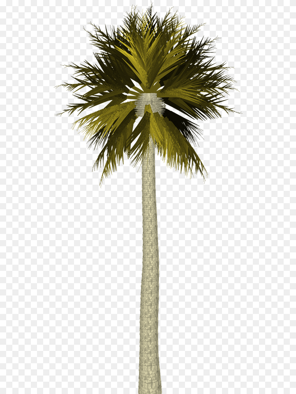 Island Palm Tree Palm Tree Tropical Leaf Leaves P Palm Tree For Photoshop, Palm Tree, Plant Free Png