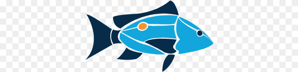 Island School, Animal, Sea Life, Fish, Surgeonfish Free Transparent Png