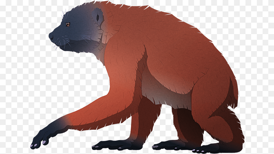 Island Weirdness Fontoynontii Giant Lemur, Animal, Bear, Mammal, Wildlife Free Png