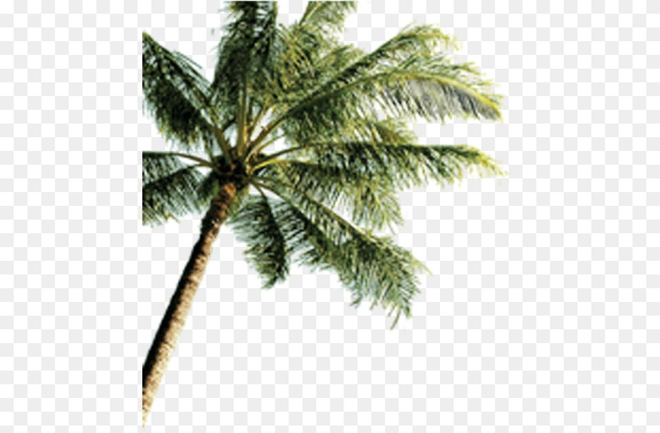 Island With Coconut Trees Tropical Palm Tree Beach, Leaf, Palm Tree, Plant, Food Free Png Download