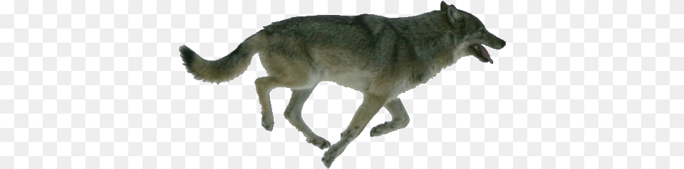 Isle Royale Wolves, Animal, Coyote, Mammal, Wolf Png Image