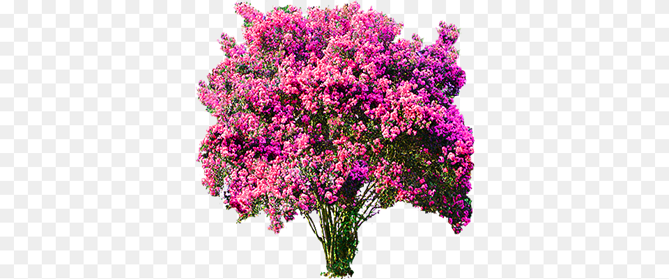 Iso Pink Weeping Cherry Blossom Tree Found Editing Cut Picsart, Flower, Plant, Purple, Lilac Png