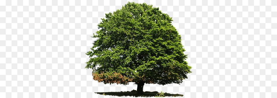 Isolated Oak, Plant, Sycamore, Tree Free Png