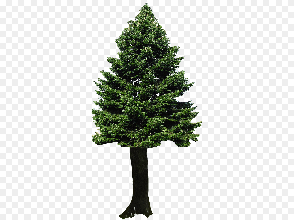 Isolated Fir, Plant, Tree, Pine Free Transparent Png