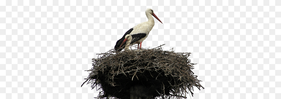 Isolated Animal, Bird, Stork, Waterfowl Free Png Download
