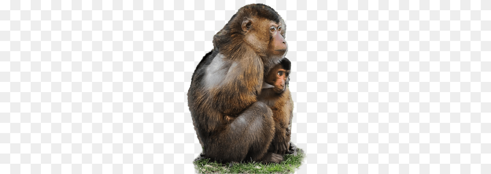 Isolated Animal, Mammal, Monkey, Wildlife Free Png