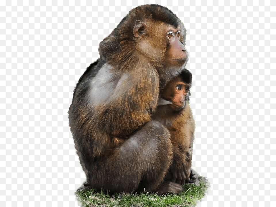 Isolated Animal, Mammal, Monkey, Wildlife Png