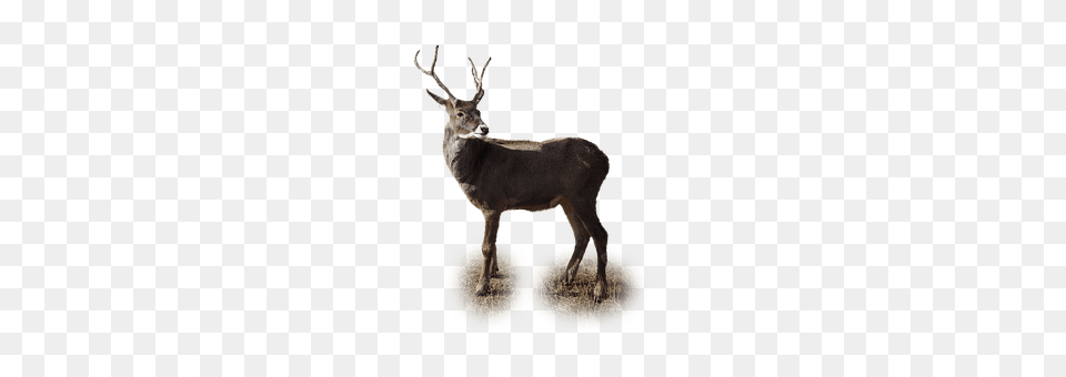 Isolated Animal, Deer, Mammal, Wildlife Png Image