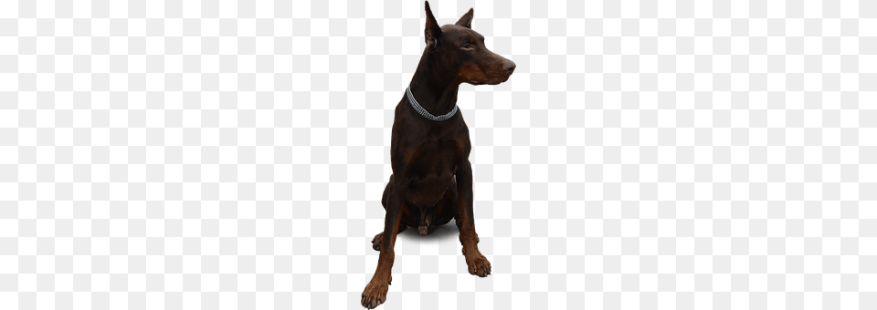 Isolated Accessories, Animal, Canine, Dog Png