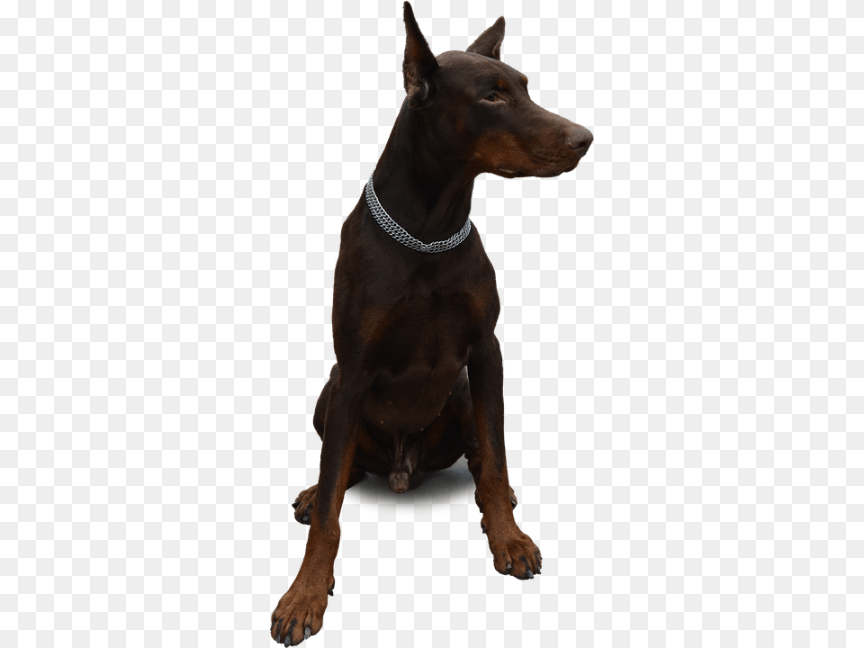 Isolated Accessories, Animal, Canine, Dog Free Transparent Png