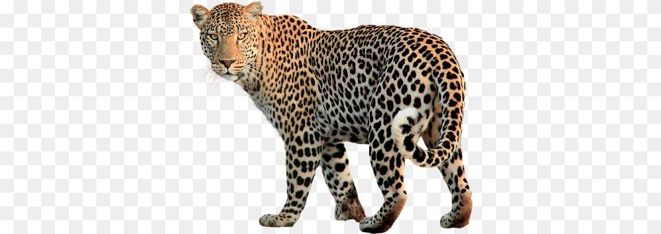 Isolated Animal, Mammal, Panther, Wildlife Png Image