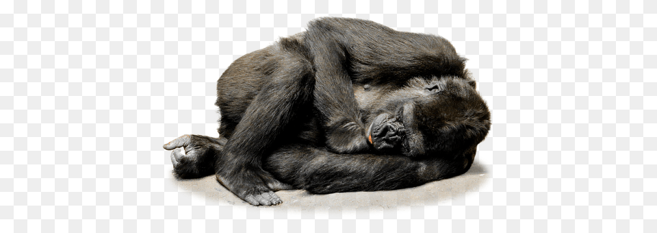 Isolated Animal, Ape, Mammal, Monkey Free Transparent Png