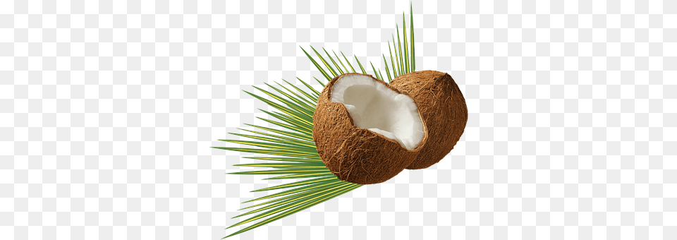 Isolated Coconut, Food, Fruit, Plant Png Image