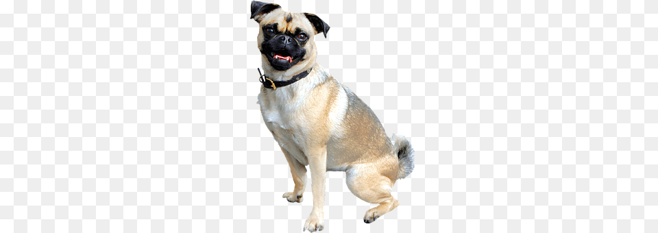 Isolated Animal, Canine, Dog, Mammal Png