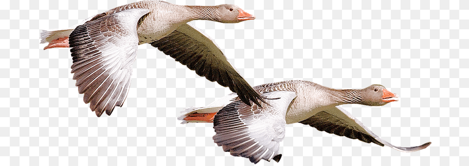 Isolated Animal, Bird, Goose, Waterfowl Free Png
