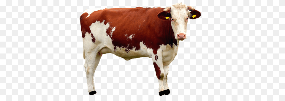 Isolated Animal, Cattle, Cow, Livestock Free Png