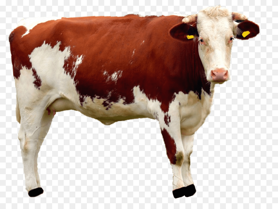 Isolated Animal, Cattle, Cow, Livestock Png