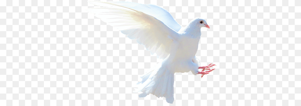 Isolated Animal, Bird, Pigeon, Dove Free Png