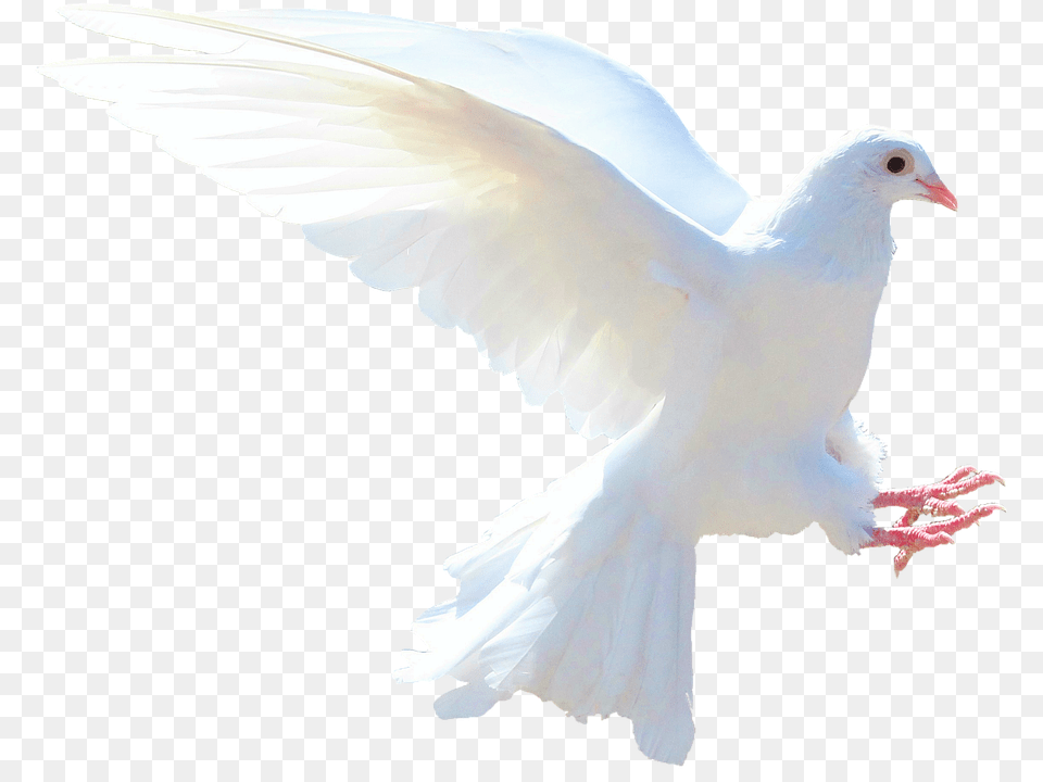 Isolated Animal, Bird, Pigeon, Dove Free Png
