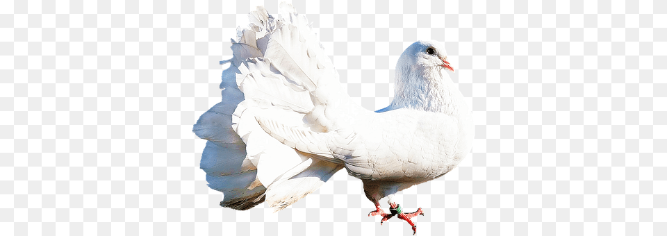 Isolated Animal, Bird, Pigeon, Dove Png