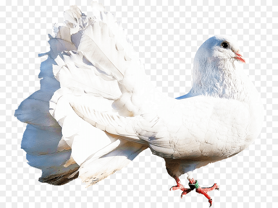 Isolated Animal, Bird, Pigeon, Dove Png