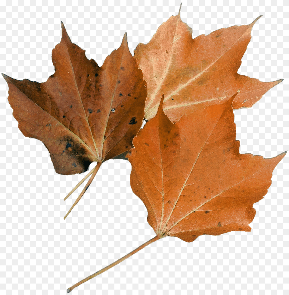 Isolated Leaf, Plant, Tree, Maple Png