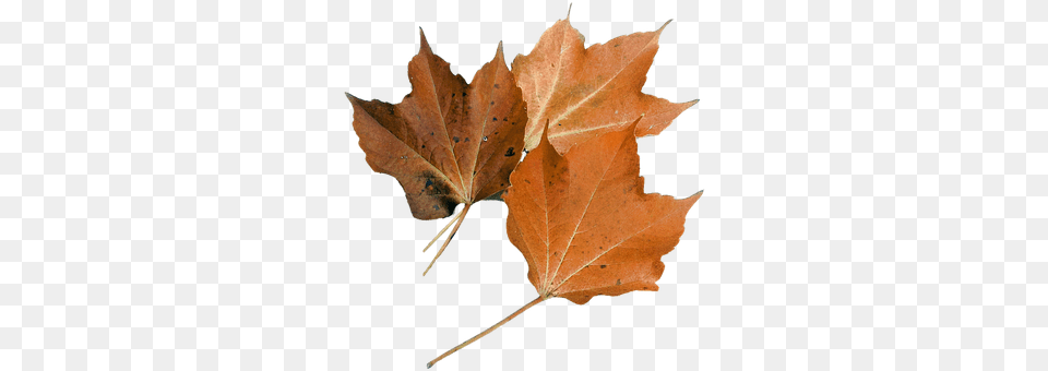 Isolated Leaf, Plant, Tree, Maple Free Png Download