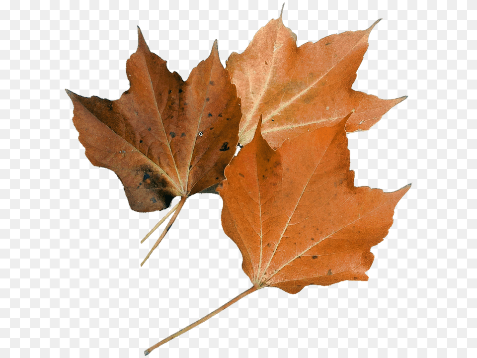 Isolated Leaf, Plant, Tree, Maple Png Image