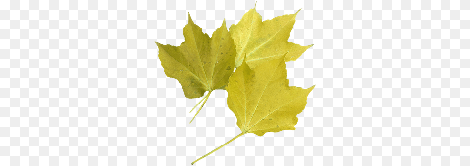 Isolated Leaf, Plant, Tree, Maple Png