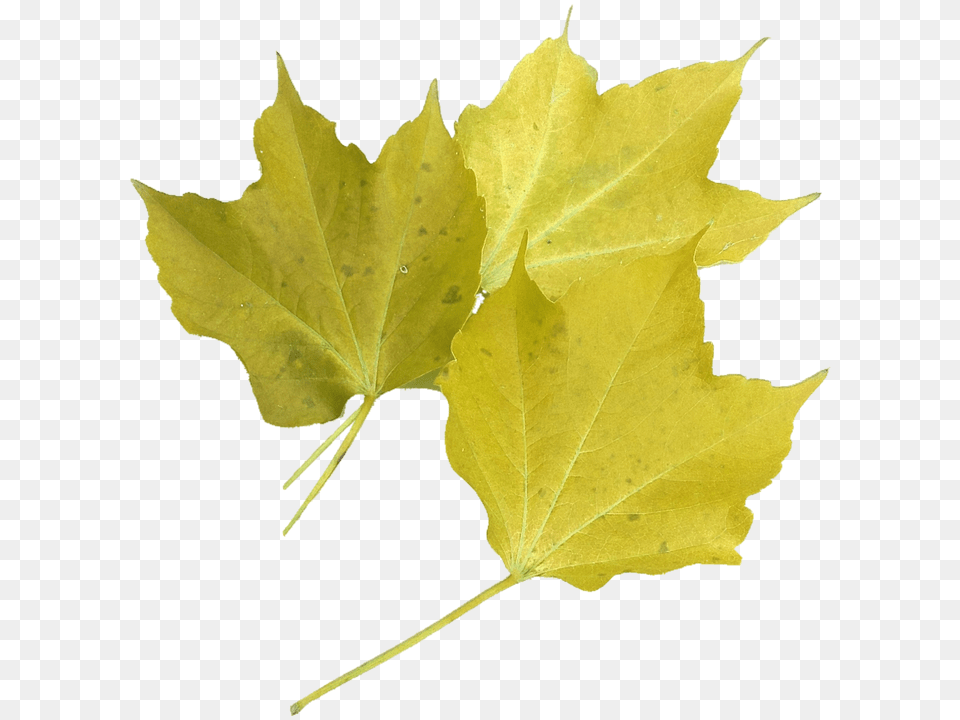 Isolated Leaf, Plant, Tree, Maple Free Png Download