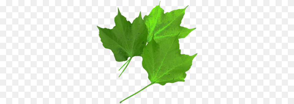 Isolated Leaf, Plant, Tree, Maple Free Png
