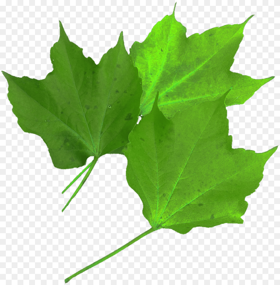 Isolated Leaf, Plant, Tree, Maple Free Transparent Png