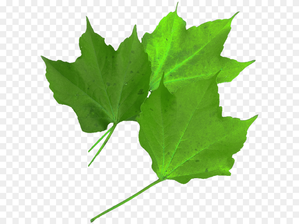 Isolated Leaf, Plant, Tree, Maple Png Image