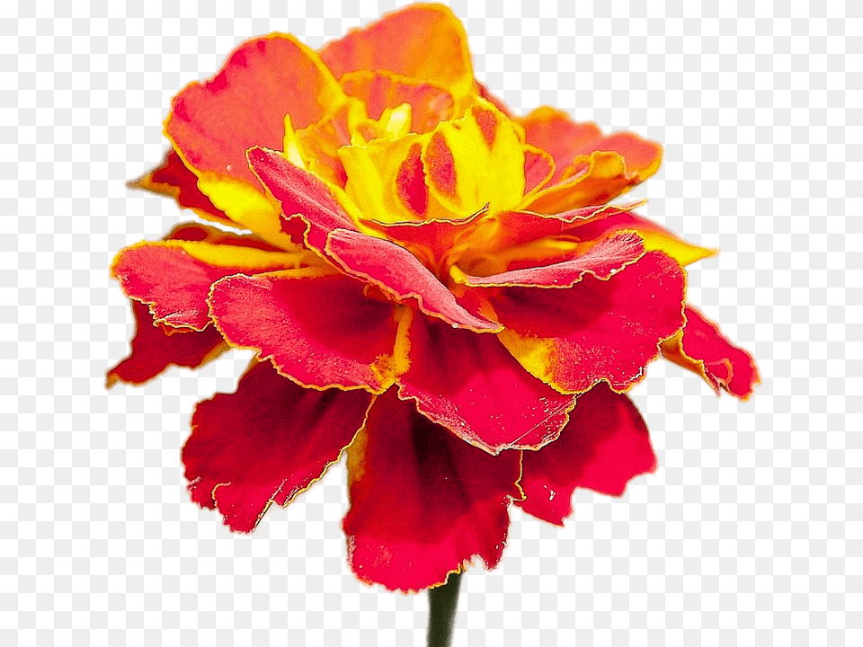 Isolated Carnation, Flower, Geranium, Petal Free Transparent Png
