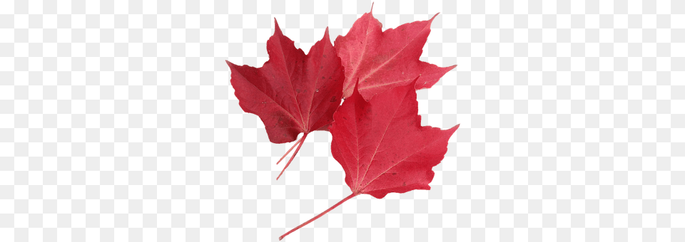 Isolated Leaf, Maple, Plant, Tree Free Png