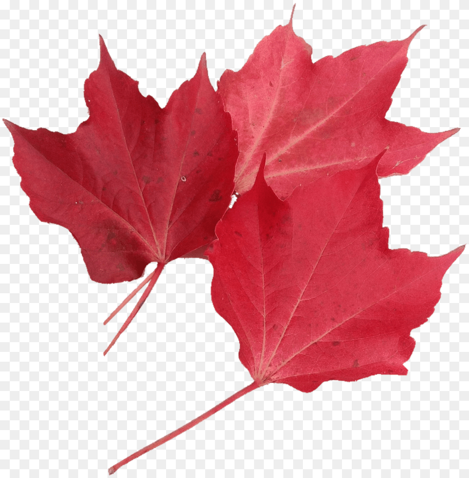 Isolated Leaf, Plant, Tree, Maple Free Png