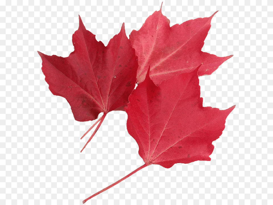 Isolated Leaf, Plant, Tree, Maple Png Image