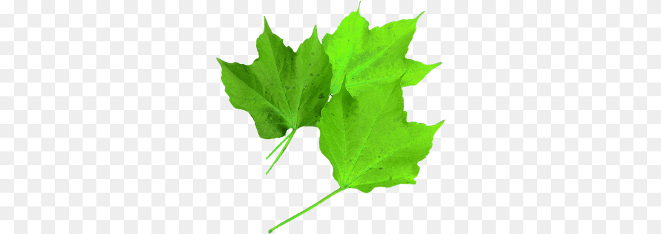 Isolated Leaf, Plant, Tree, Maple Free Transparent Png