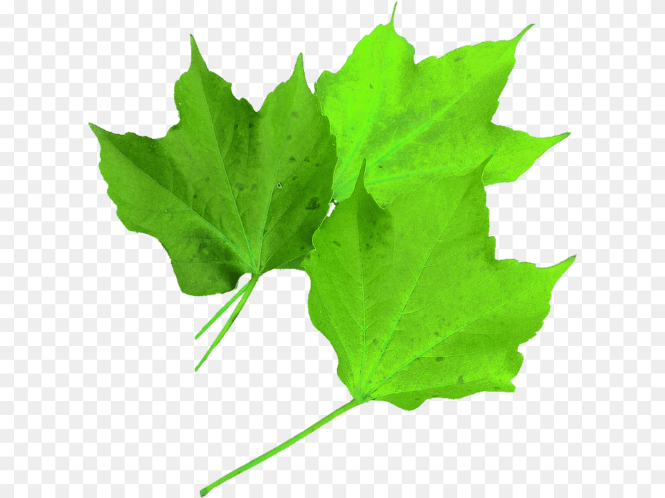 Isolated Leaf, Plant, Tree, Maple Free Png